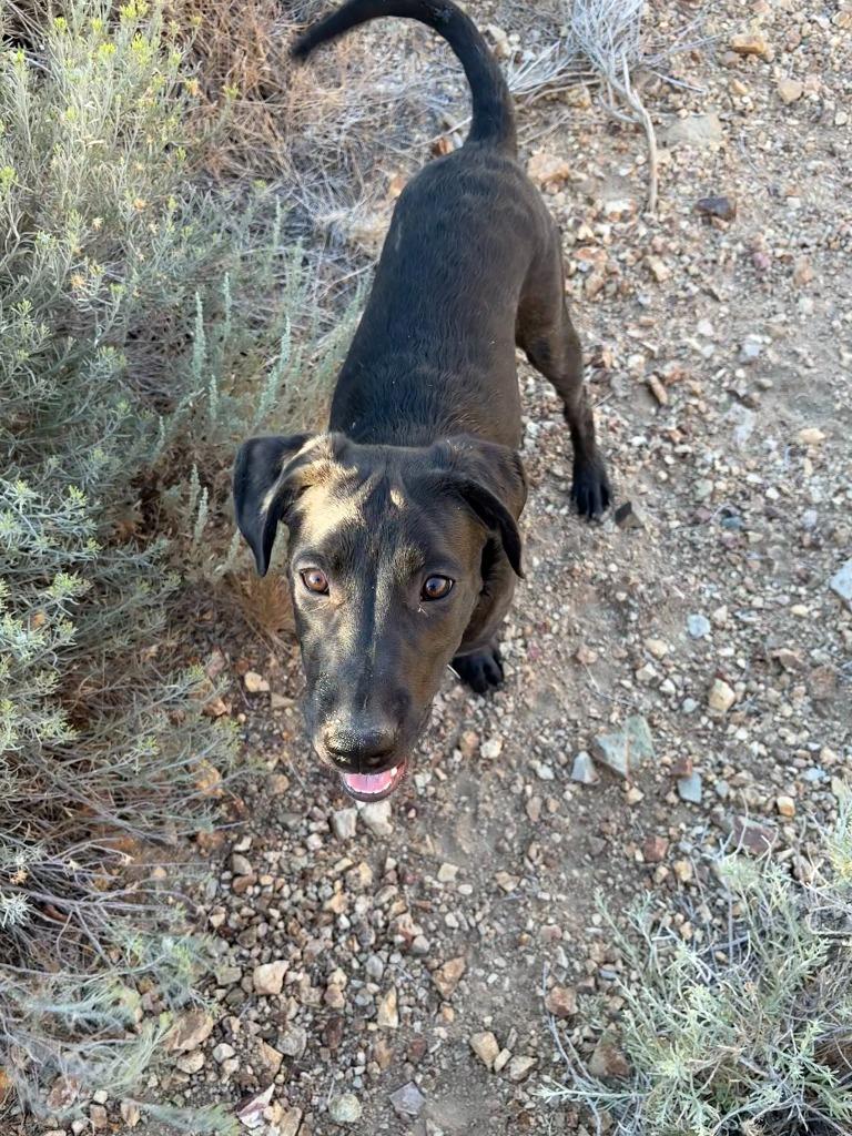 Zac, Adoptable, Puppy Male Border Collie & Airedale Terrier.