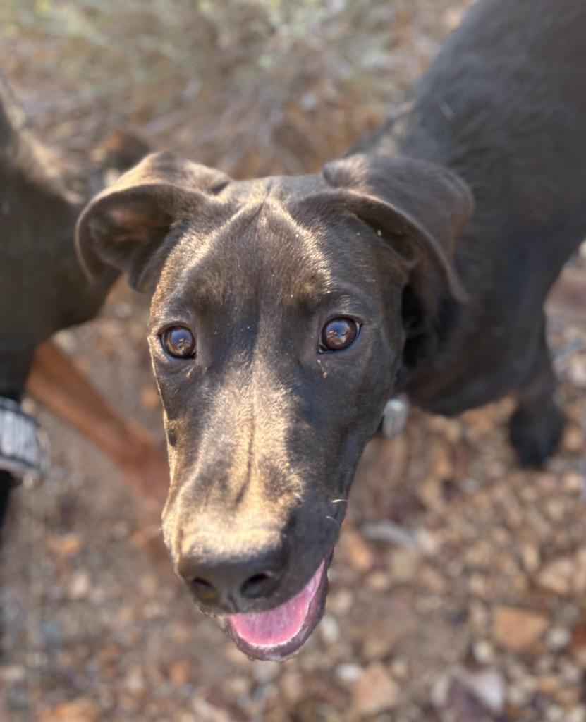 Enlarge Zac, a Adoptable mixed breed in Reno, NV image 2/5