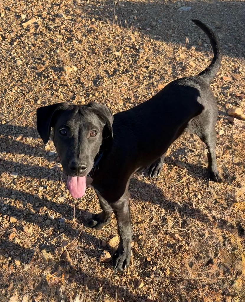 Enlarge Zac, a Adoptable mixed breed in Reno, NV image 3/5