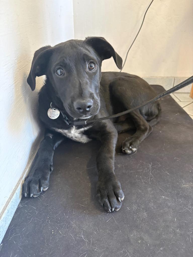 Zac, Adoptable, Puppy Male Border Collie & Airedale Terrier.