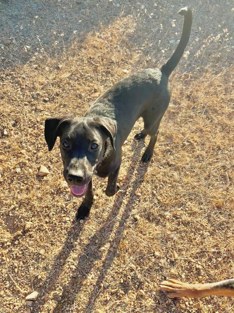 Enlarge Zac, a Adoptable mixed breed in Reno, NV image 5/5