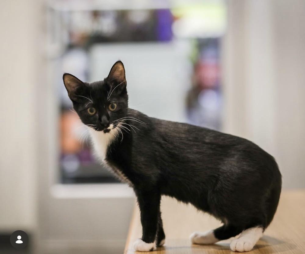 Kazbar, Adoptable, Kitten Female Domestic Short Hair.