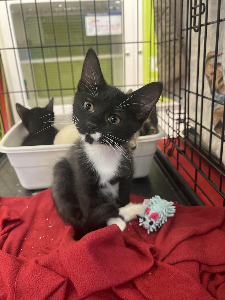 Kazbar, a Adoptable Domestic Short Hair in Blanchard, OK image 3/5