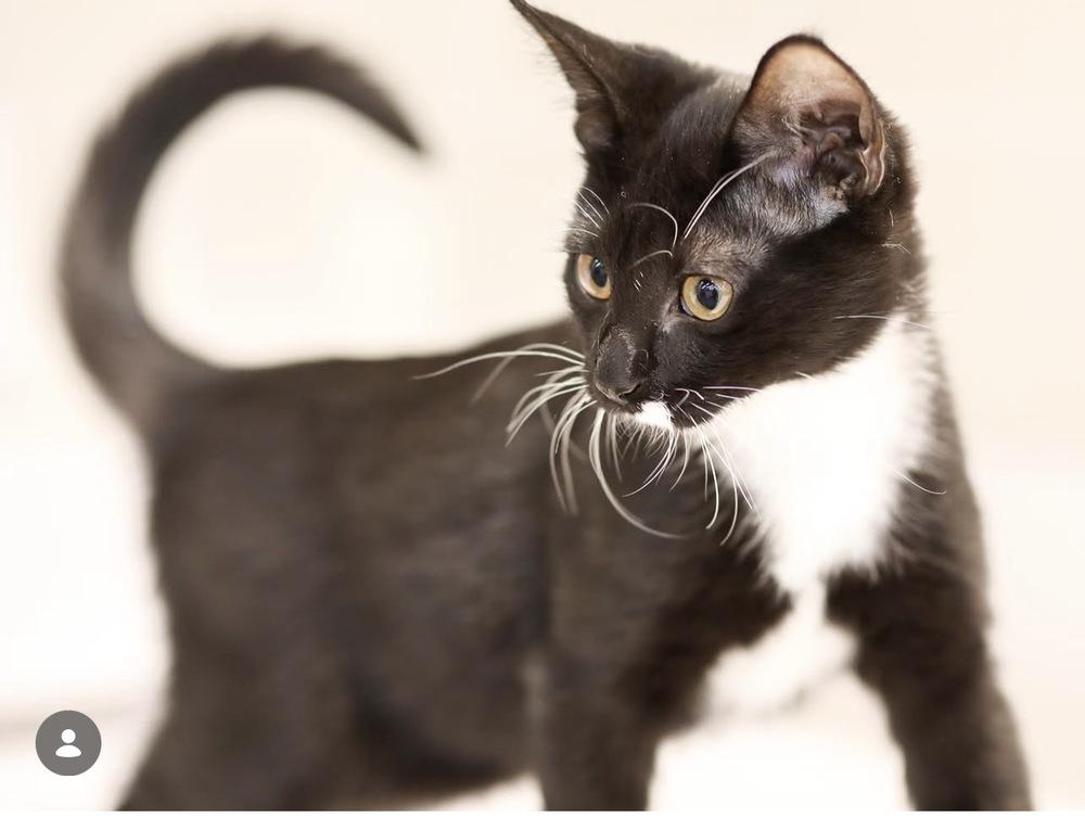 Kazbar, a Adoptable Domestic Short Hair in Blanchard, OK image 4/5