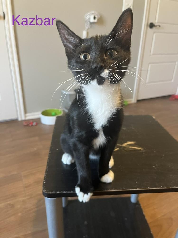Kazbar, a Adoptable Domestic Short Hair in Blanchard, OK image 5/5
