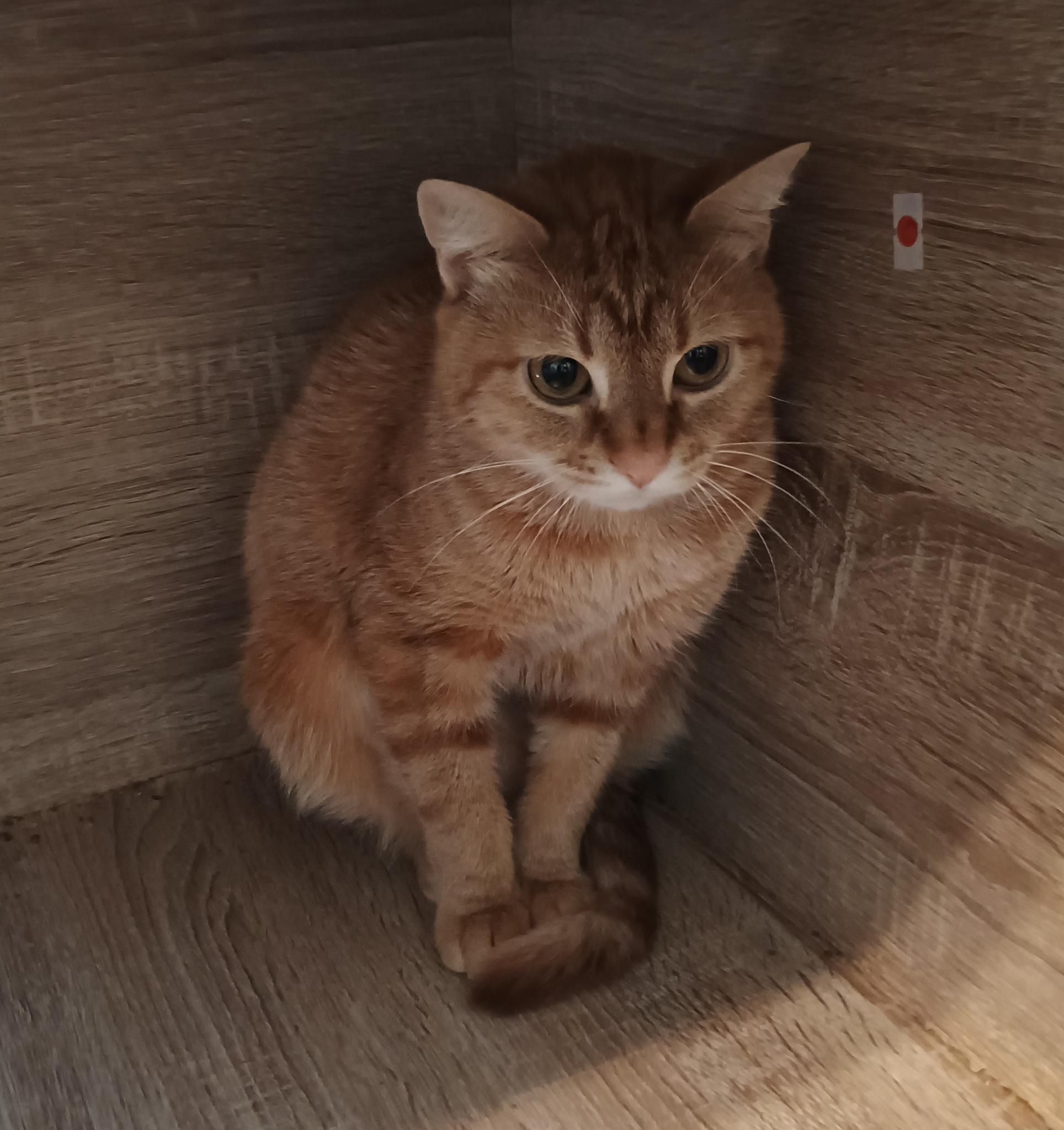 Sneers - shy & loving