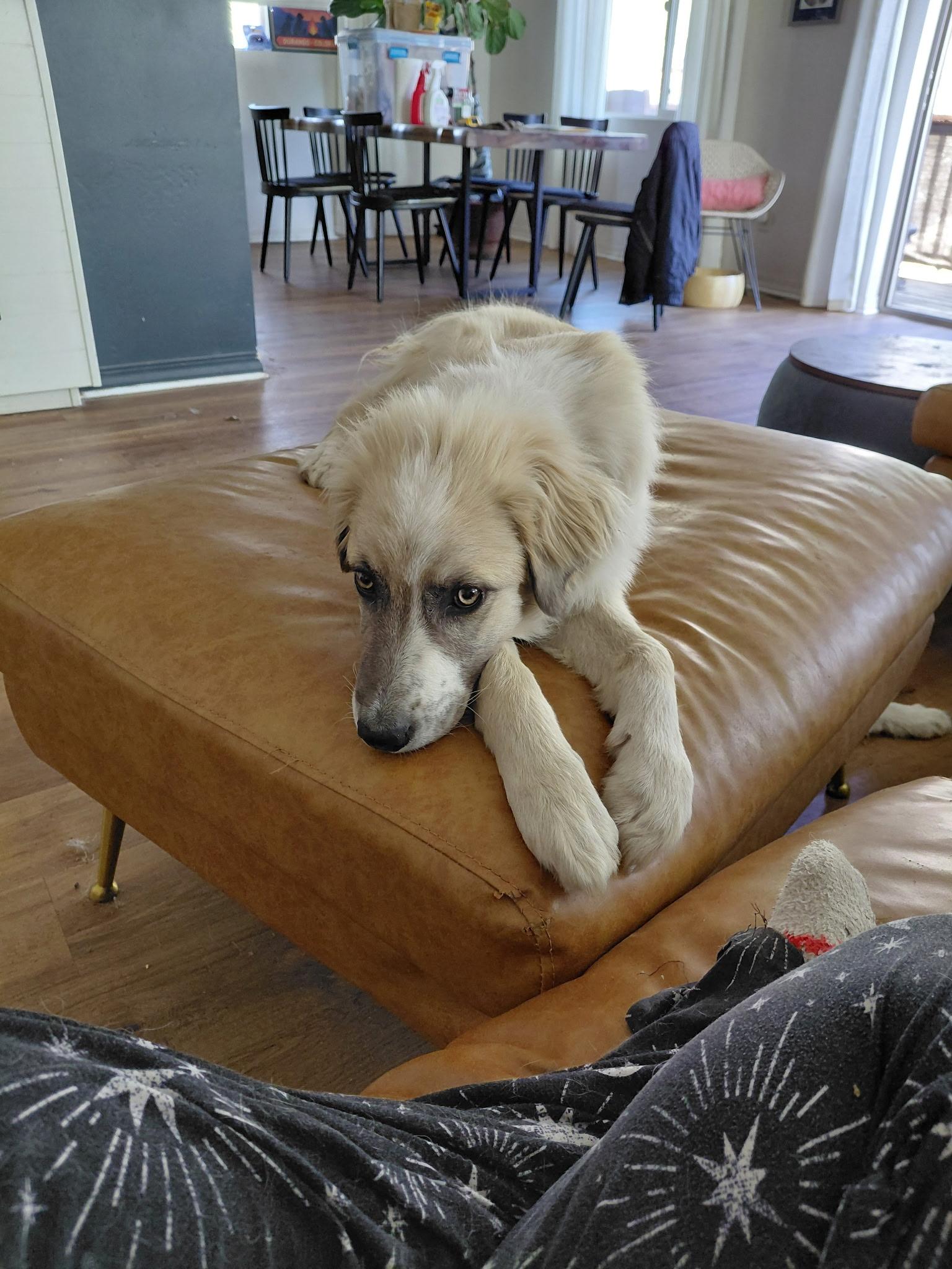 Mystic, an adopted mixed breed in Durango, CO image 6/6