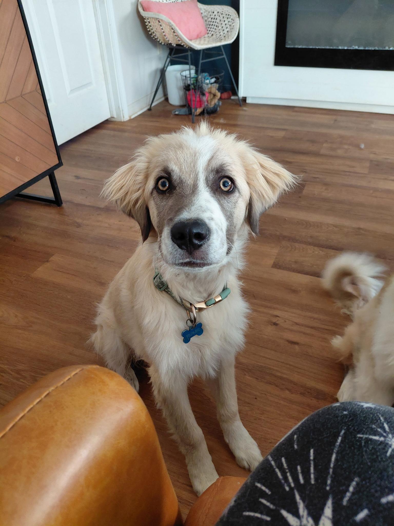 Mystic, adopted, Puppy Male Great Pyrenees & Maremma Sheepdog.
