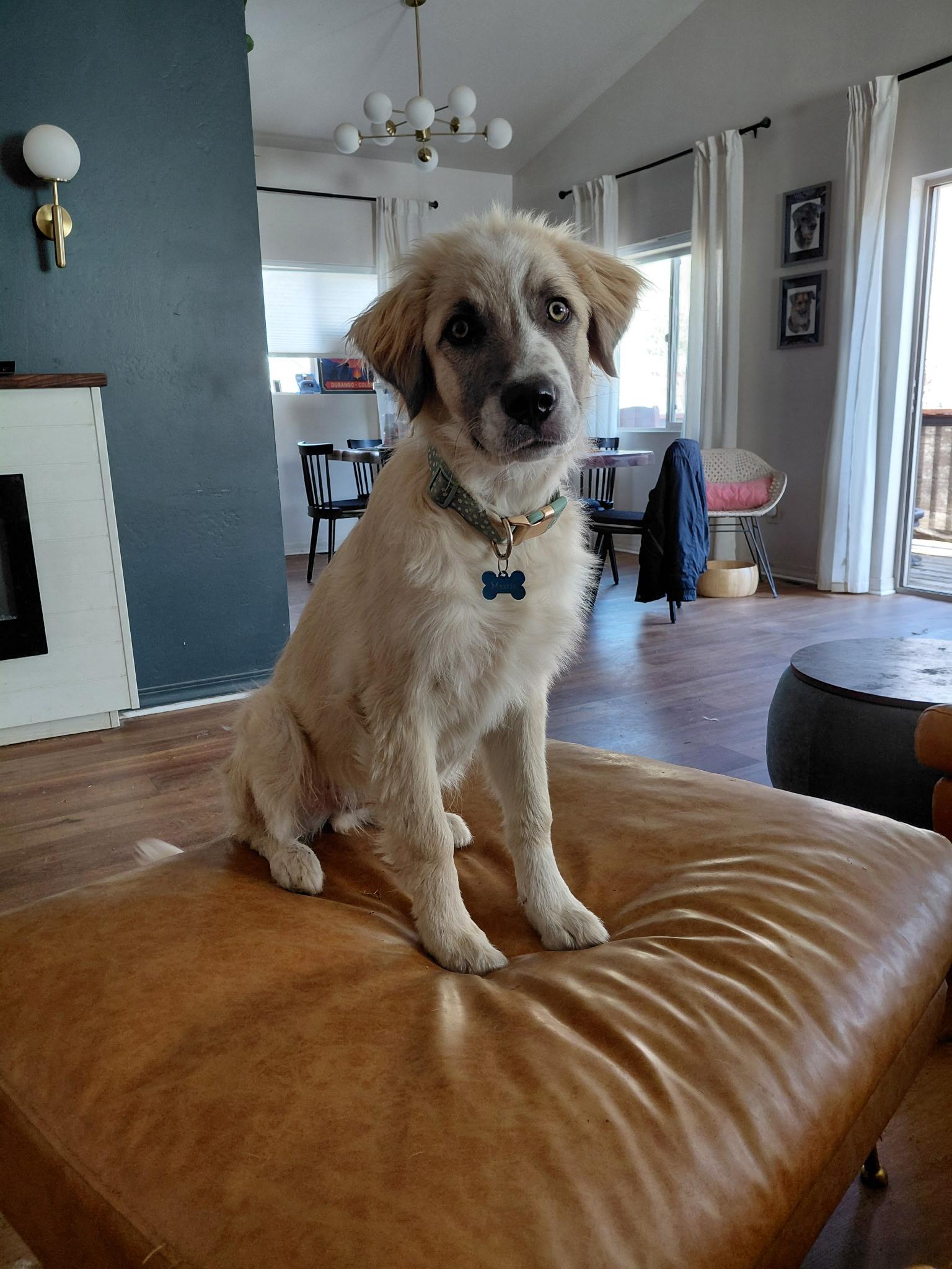 Mystic, an adopted mixed breed in Durango, CO image 3/6