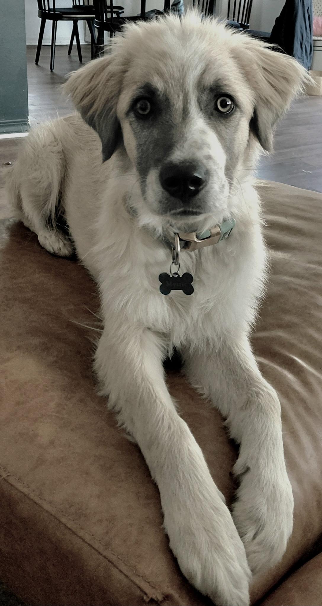 Mystic, an adopted mixed breed in Durango, CO image 5/6