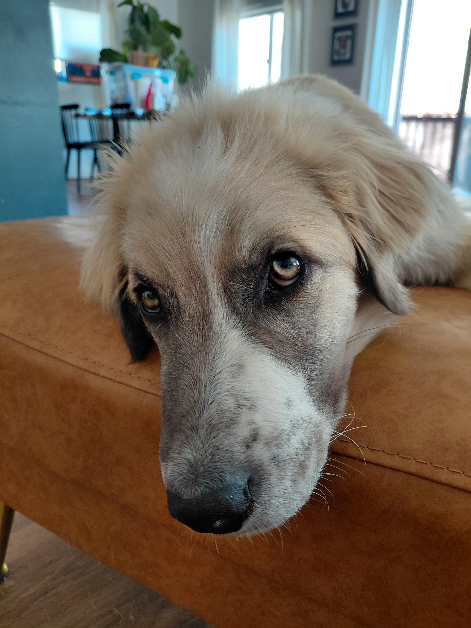 Mystic, an adopted mixed breed in Durango, CO image 4/6