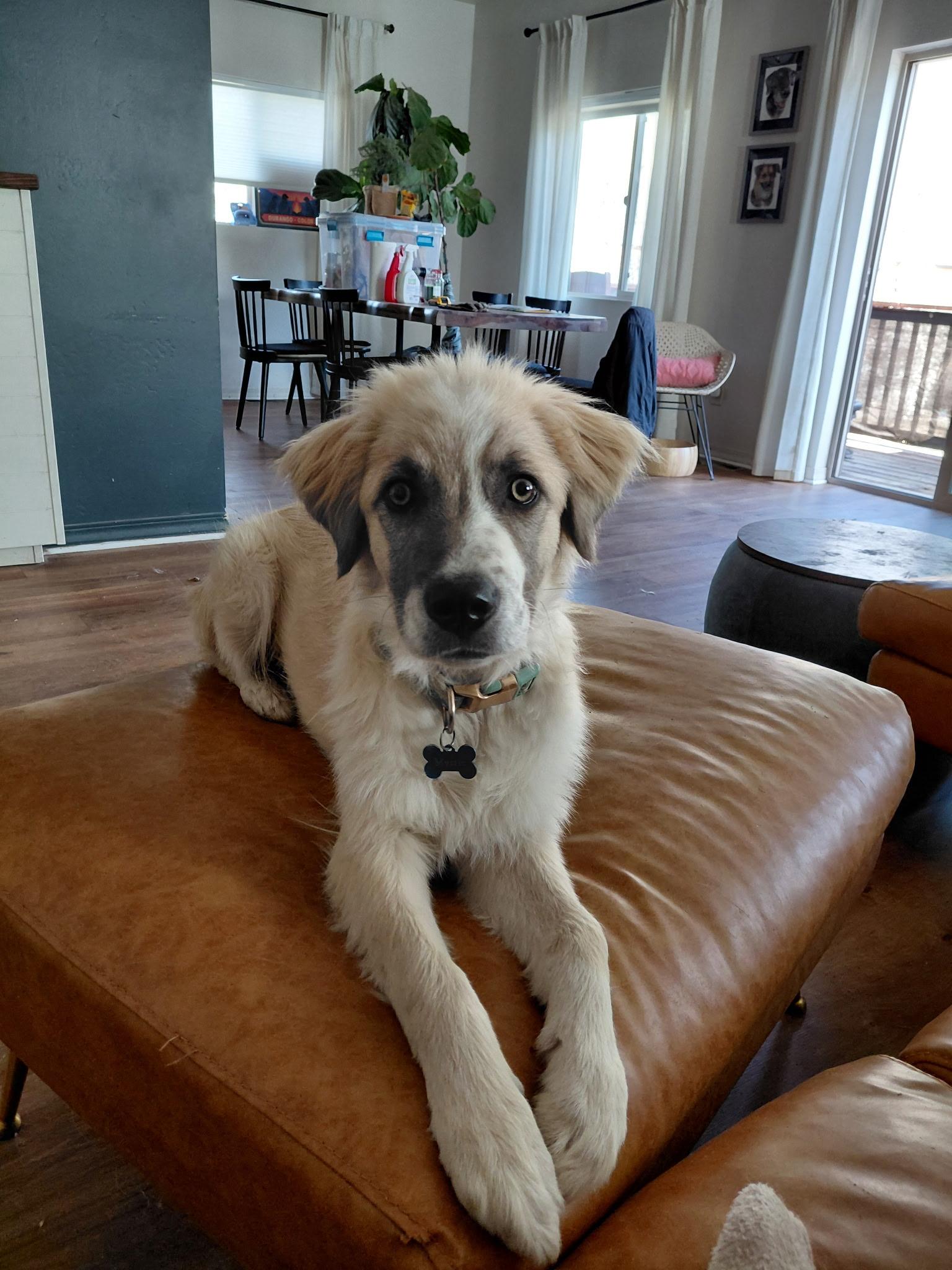 Mystic, an adopted mixed breed in Durango, CO image 2/6