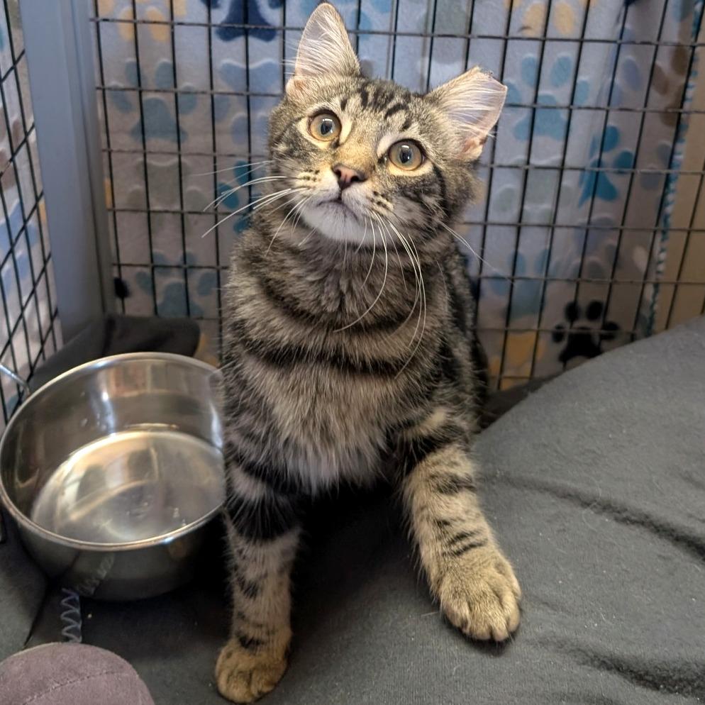 Jumbo Jamboree, Adoptable, Kitten Male Domestic Medium Hair.
