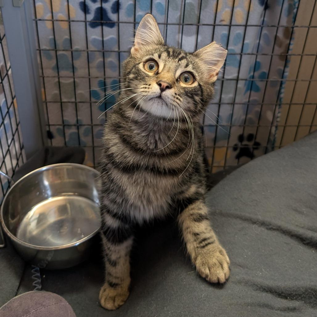 Enlarge Jumbo Jamboree, a Adoptable Domestic Medium Hair in Redwood Valley, CA image 2/4