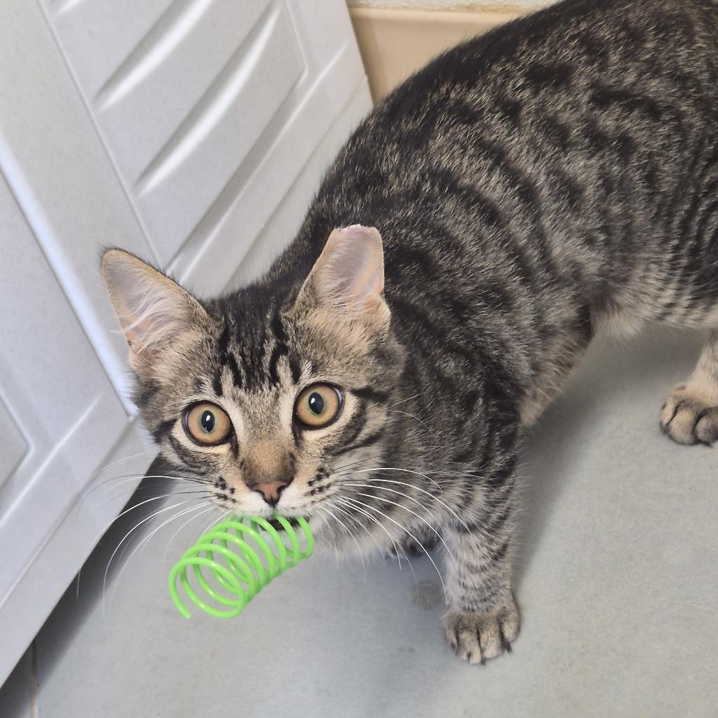 Enlarge Jumbo Jamboree, a Adoptable Domestic Medium Hair in Redwood Valley, CA image 3/4