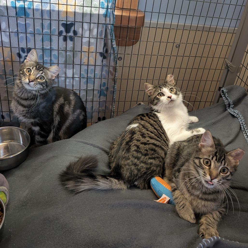 Enlarge Jumbo Jamboree, a Adoptable Domestic Medium Hair in Redwood Valley, CA image 4/4