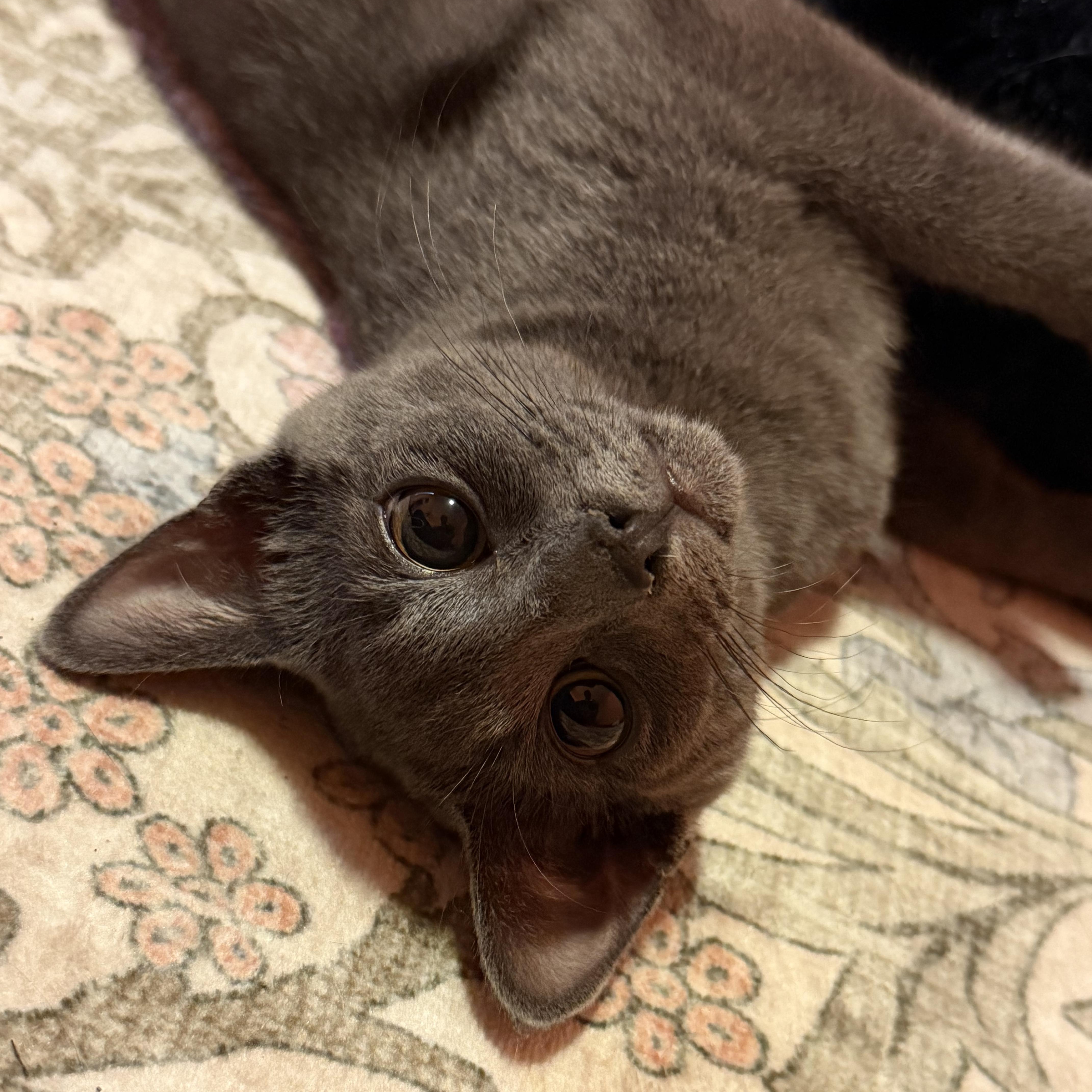 Enlarge Ivy & Fern, an adopted Domestic Short Hair in Frederick, MD image 3/5