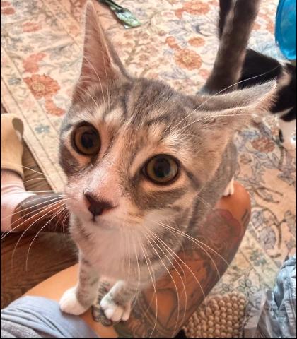 Enlarge Ivy & Fern, an adopted Domestic Short Hair in Frederick, MD image 2/5