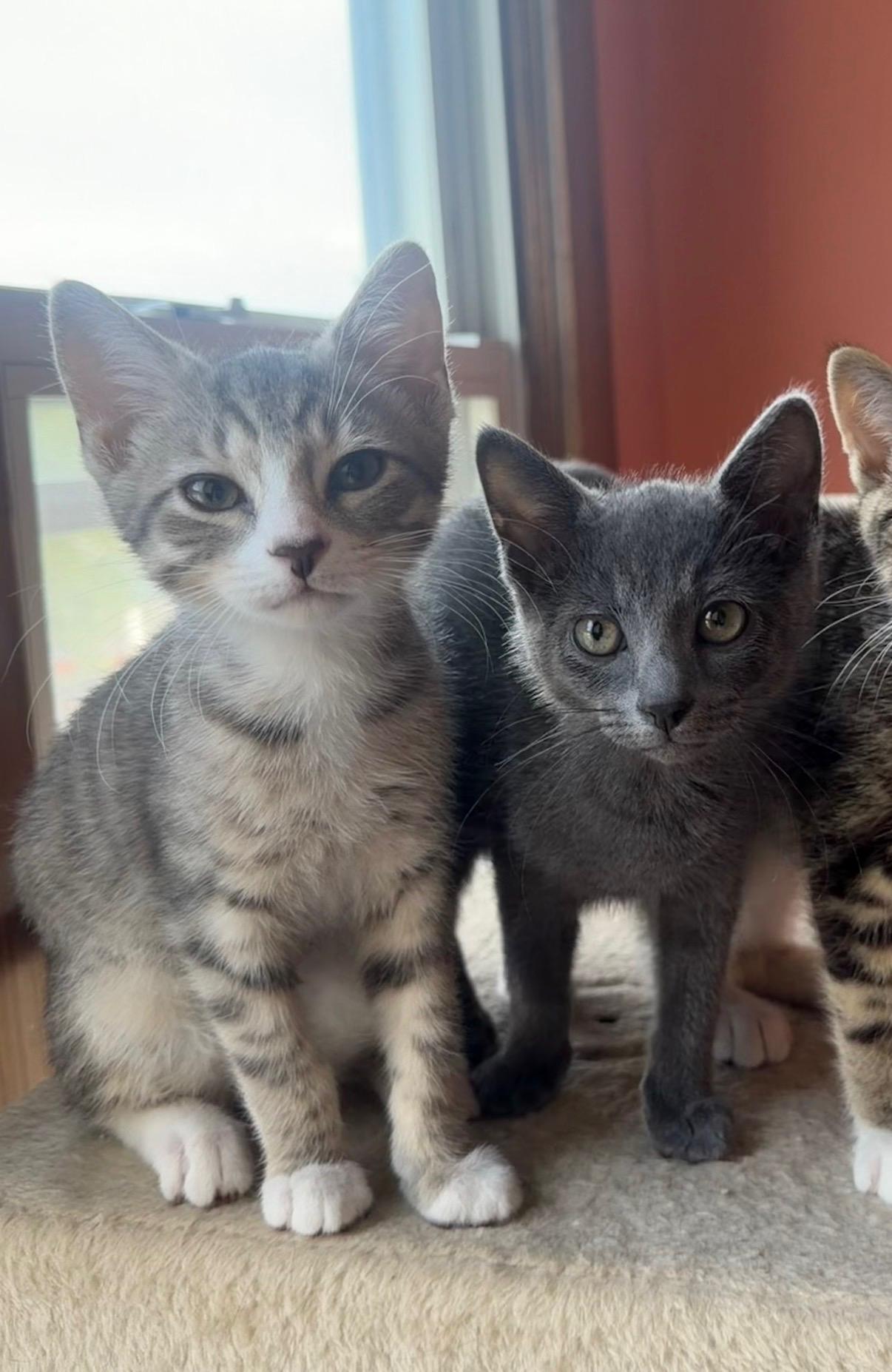 Ivy & Fern, adopted, Kitten Male Domestic Short Hair.