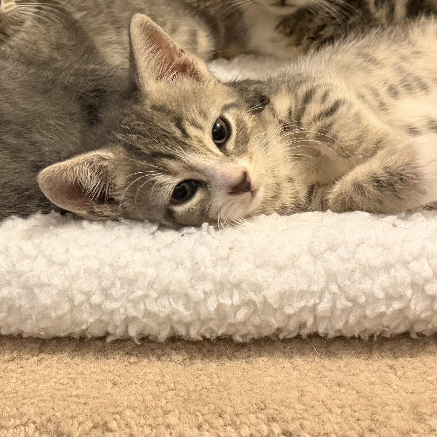 Enlarge Ivy & Fern, an adopted Domestic Short Hair in Frederick, MD image 4/5