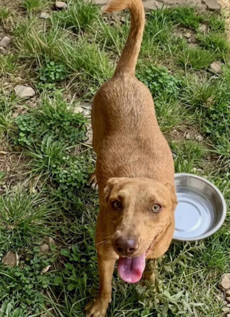 Enlarge Honey Pie, a Adoptable mixed breed in Cedarburg, WI image 4/6