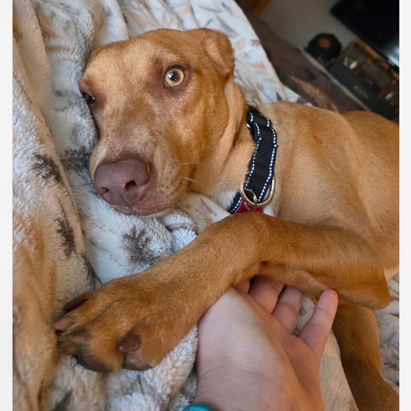 Enlarge Honey Pie, a Adoptable mixed breed in Cedarburg, WI image 2/6