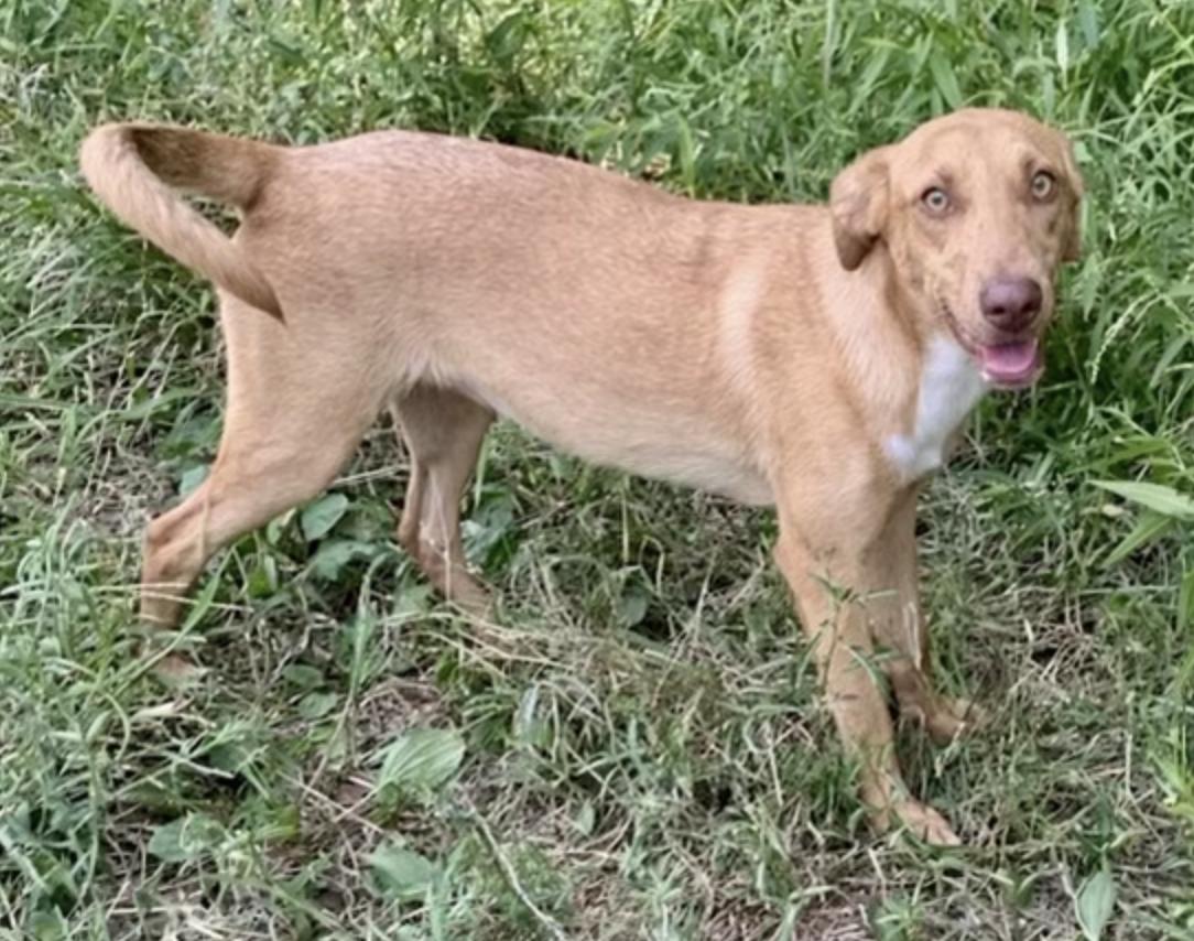 Enlarge Honey Pie, a Adoptable mixed breed in Cedarburg, WI image 3/6