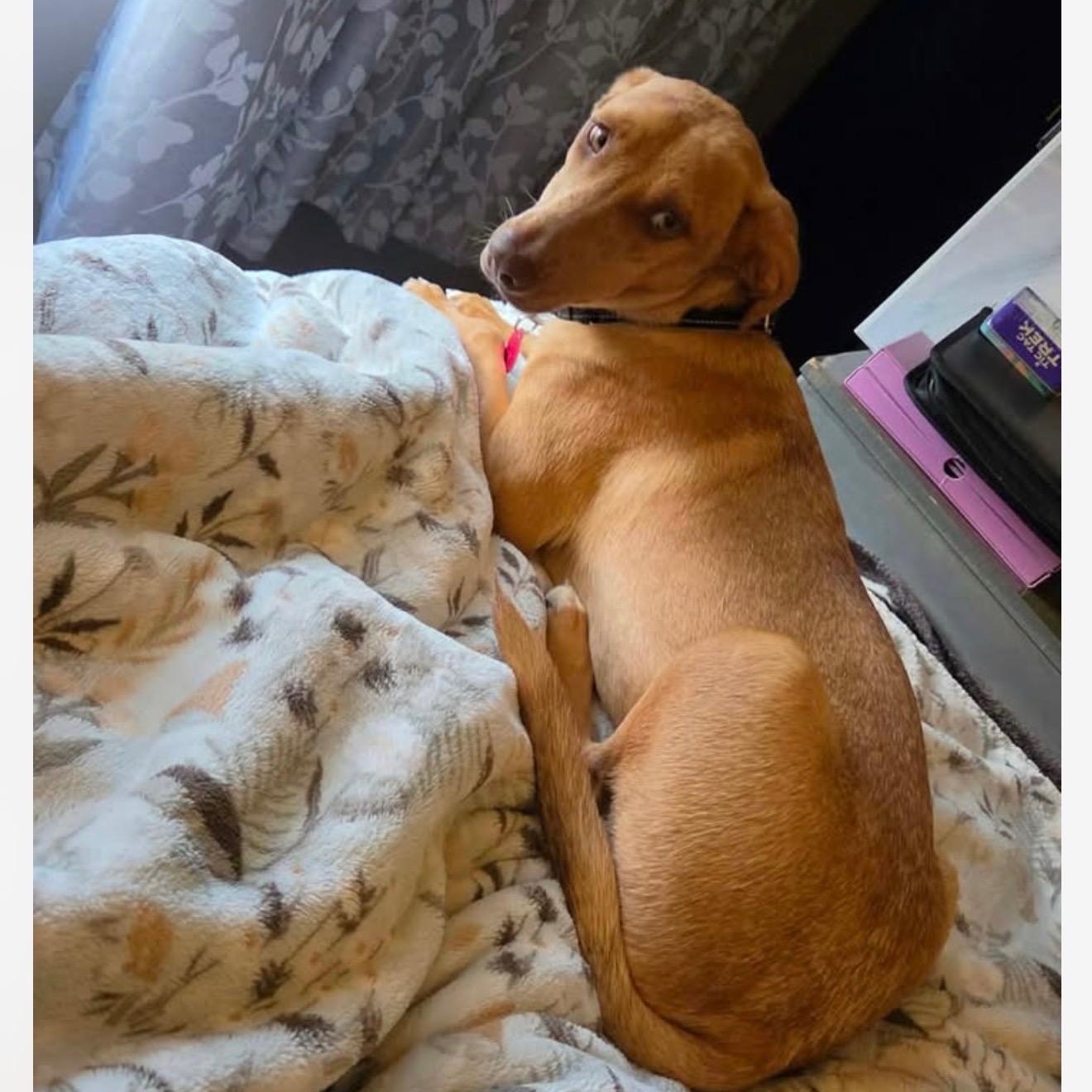 Enlarge Honey Pie, a Adoptable mixed breed in Cedarburg, WI image 5/6