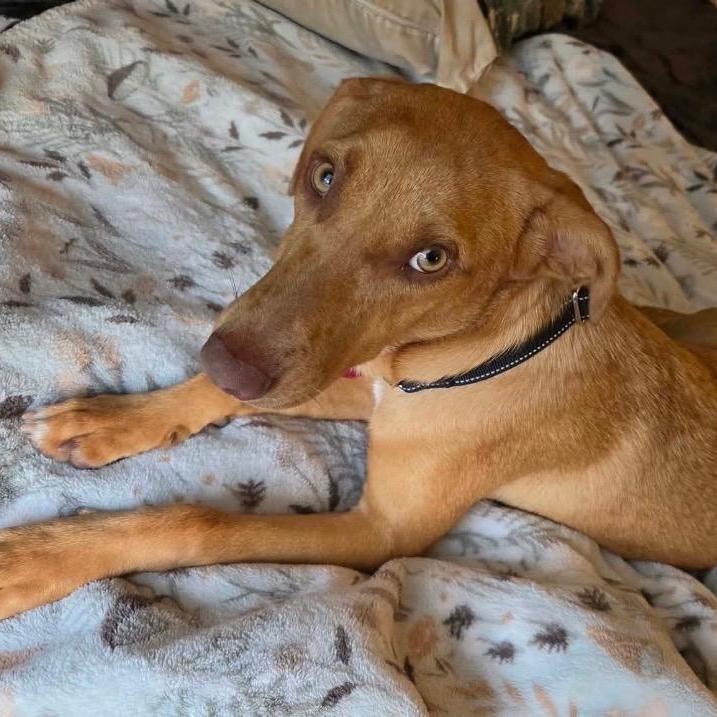 Enlarge Honey Pie, a Adoptable mixed breed in Cedarburg, WI image 6/6