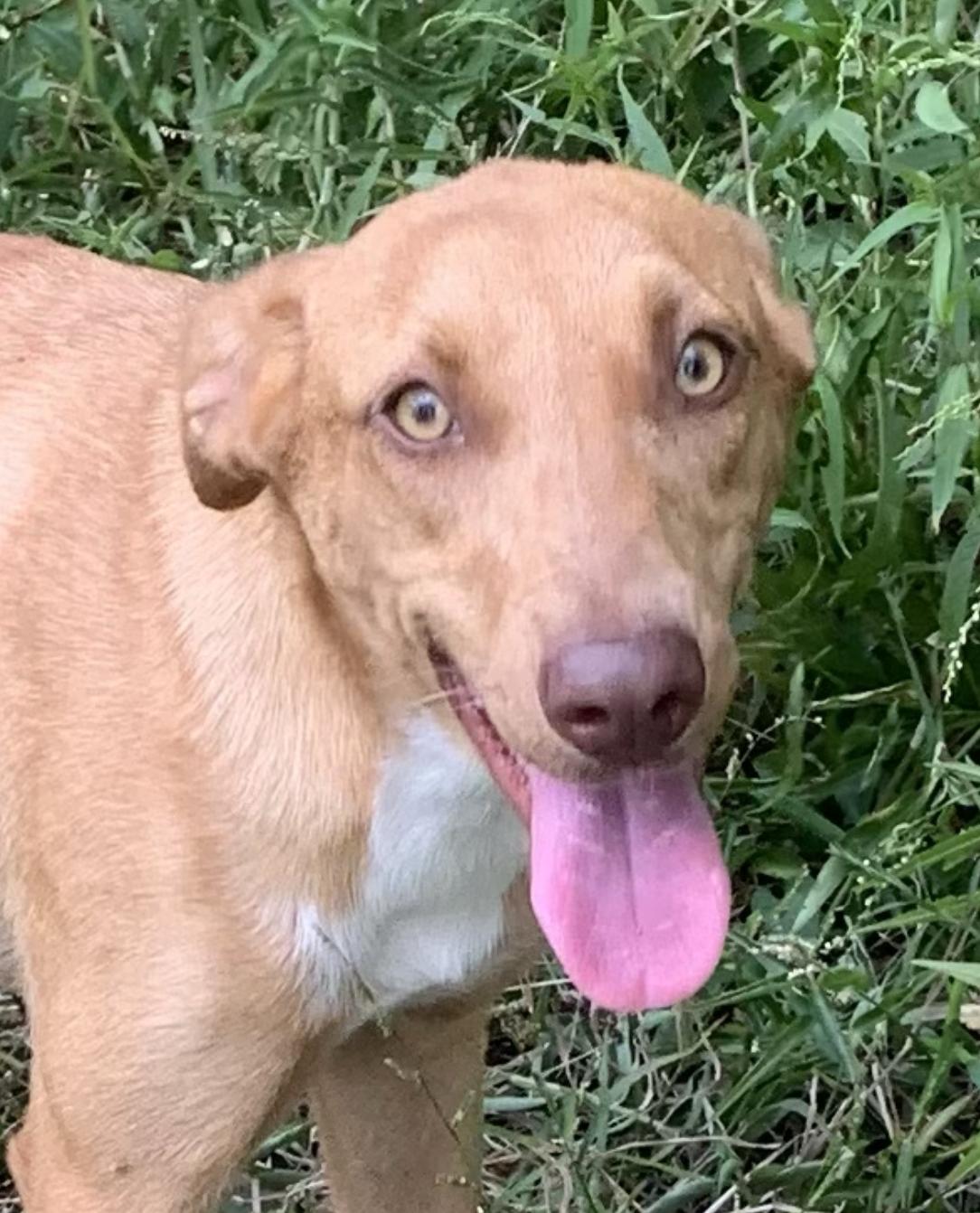 Honey Pie, Adoptable, Young Female Labrador Retriever.