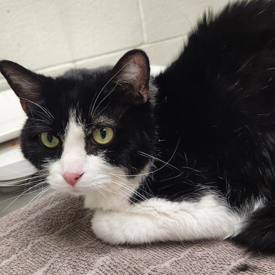 Enlarge Oreo, a Adoptable Domestic Short Hair in Murray, UT image 1/1