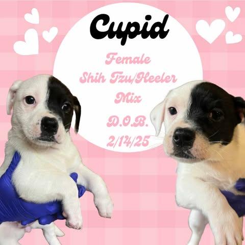 Cupid, Baby Female Shih Tzu