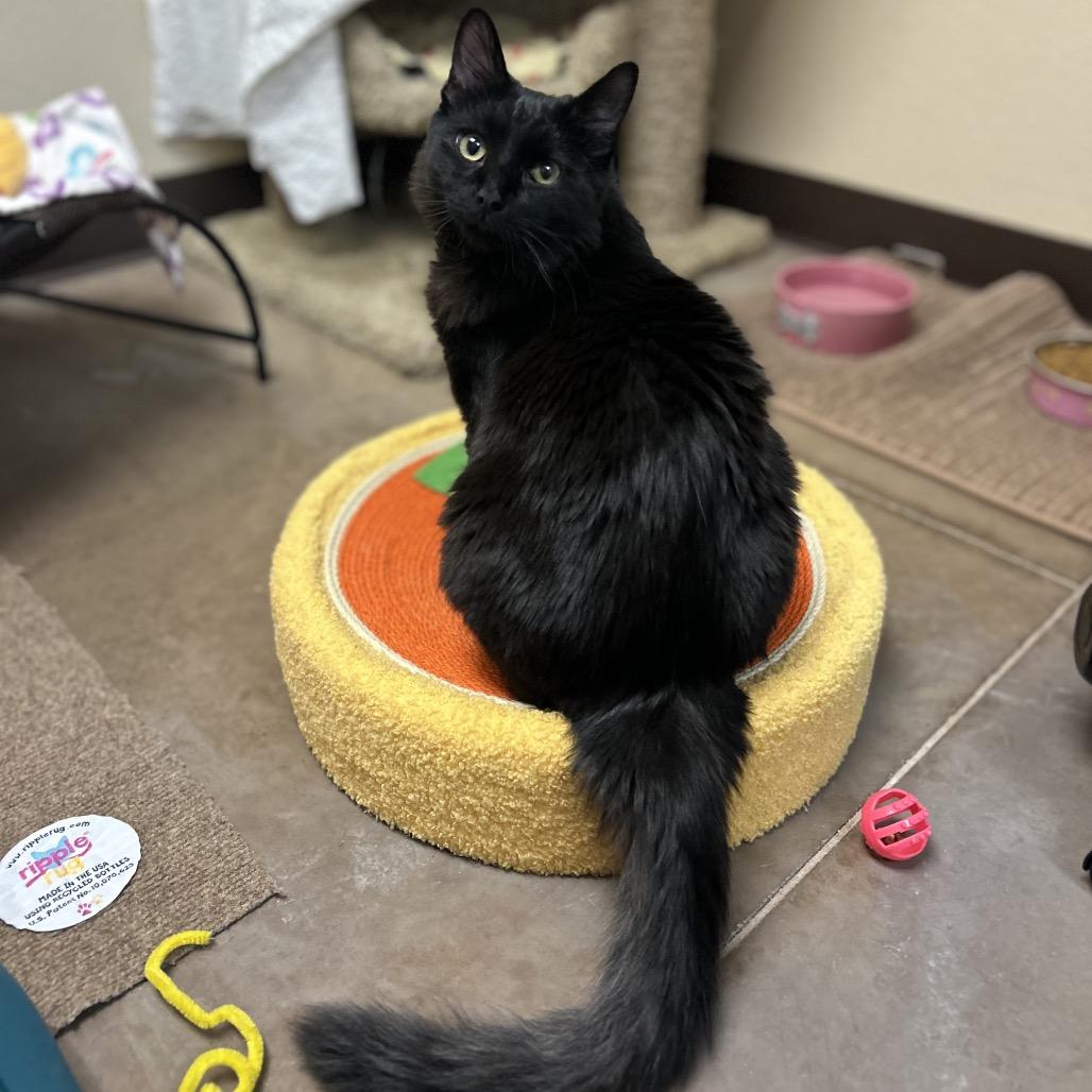 King Tuna w/ Jiji - Friendly charmer!, a Adoptable Domestic Short Hair in Flagstaff, AZ image 1/5