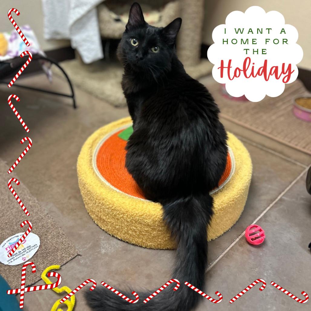 King Tuna w/ Jiji - Friendly charmer!, a Adoptable Domestic Short Hair in Flagstaff, AZ image 2/5