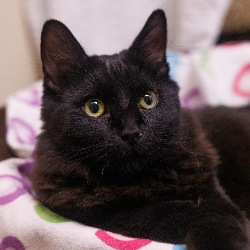 King Tuna w/ Jiji - Friendly charmer!, a Adoptable Domestic Short Hair in Flagstaff, AZ image 3/5