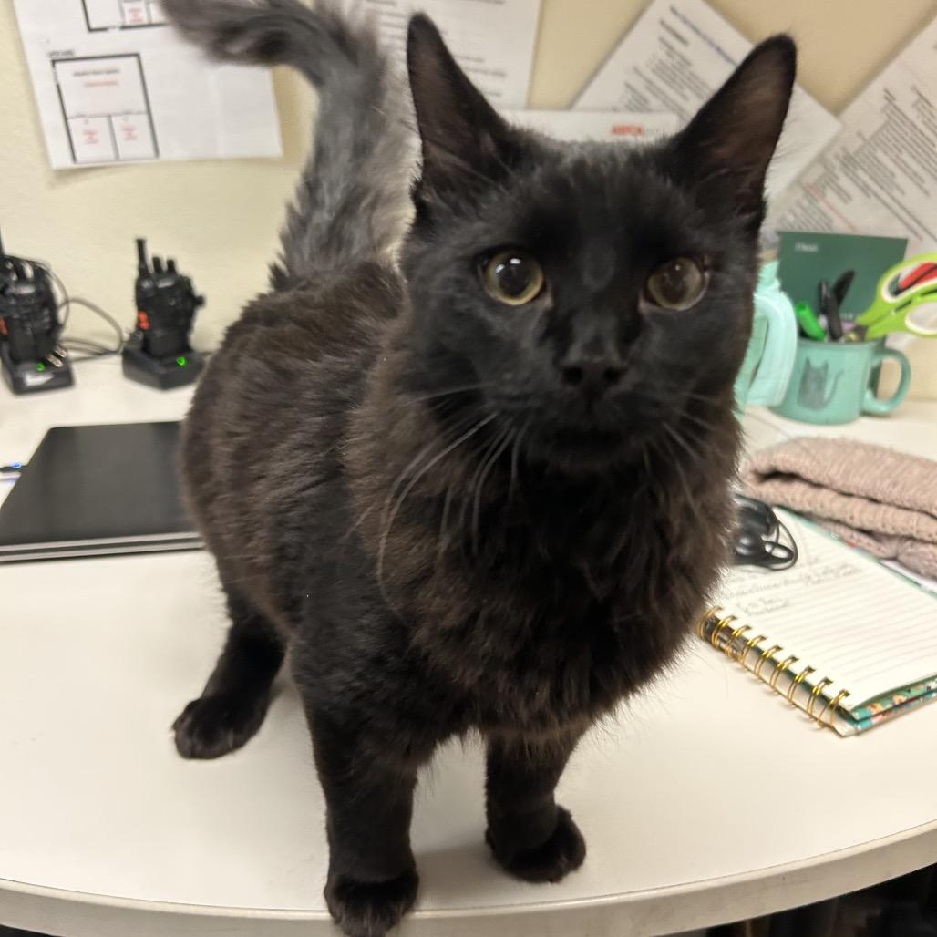 King Tuna w/ Jiji - Friendly charmer!, a Adoptable Domestic Short Hair in Flagstaff, AZ image 4/5