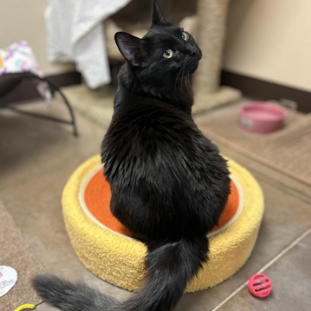 King Tuna w/ Jiji - Friendly charmer!, a Adoptable Domestic Short Hair in Flagstaff, AZ image 5/5