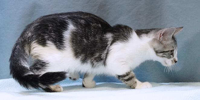 Enlarge Rooster, a Adoptable mixed breed in Maynardville, TN image 2/6