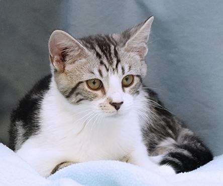 Enlarge Rooster, a Adoptable mixed breed in Maynardville, TN image 4/6