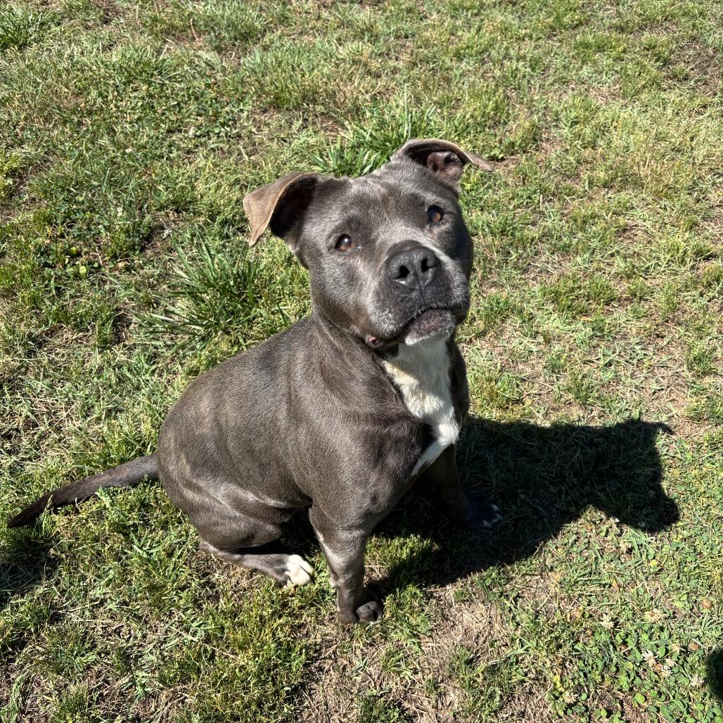 Piggy, a Adoptable Pit Bull Terrier in Roxboro, NC image 1/6