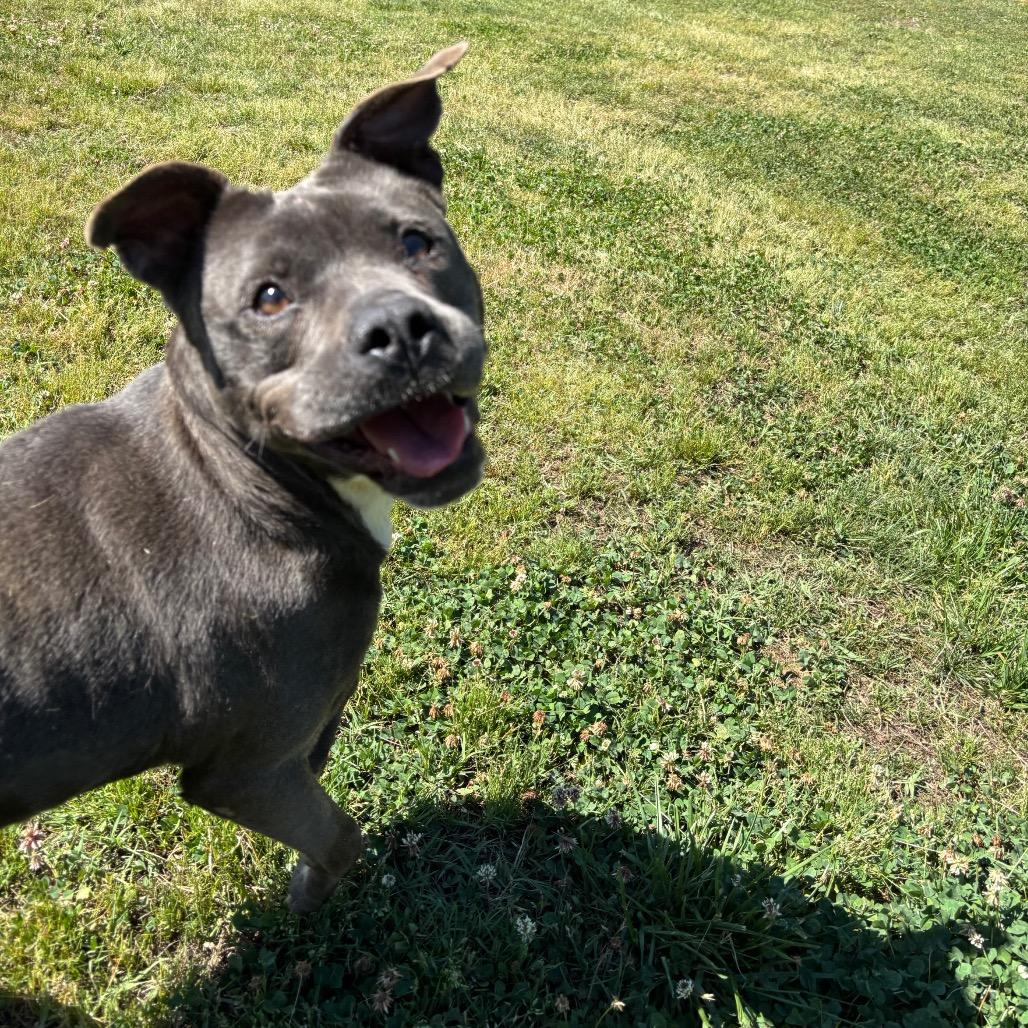 Piggy, a Adoptable Pit Bull Terrier in Roxboro, NC image 2/6