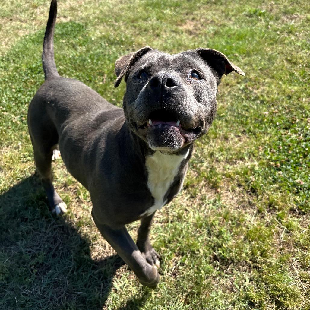 Piggy, a Adoptable Pit Bull Terrier in Roxboro, NC image 3/6