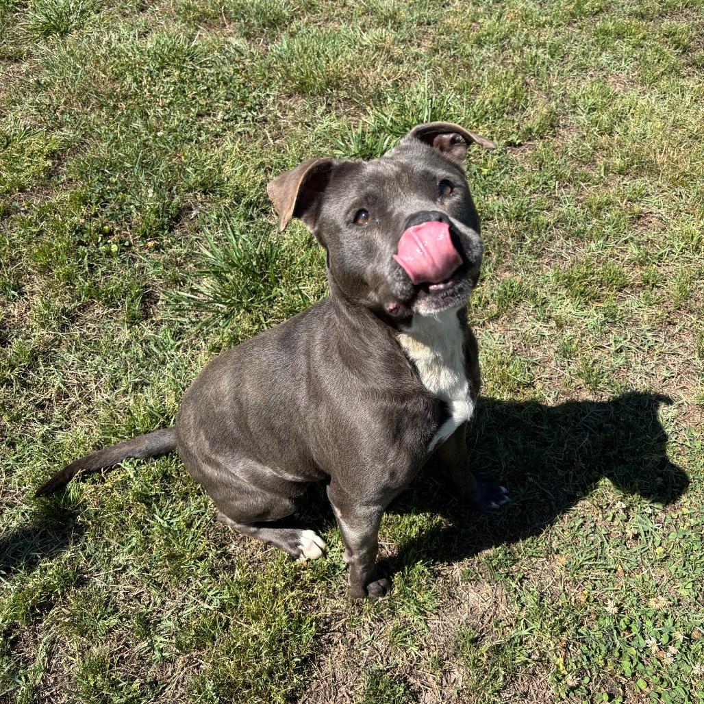 Piggy, a Adoptable Pit Bull Terrier in Roxboro, NC image 4/6