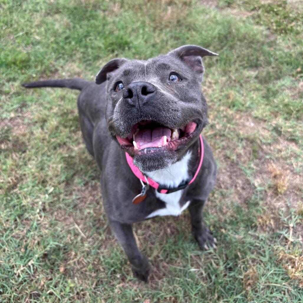 Piggy, a Adoptable Pit Bull Terrier in Roxboro, NC image 5/6
