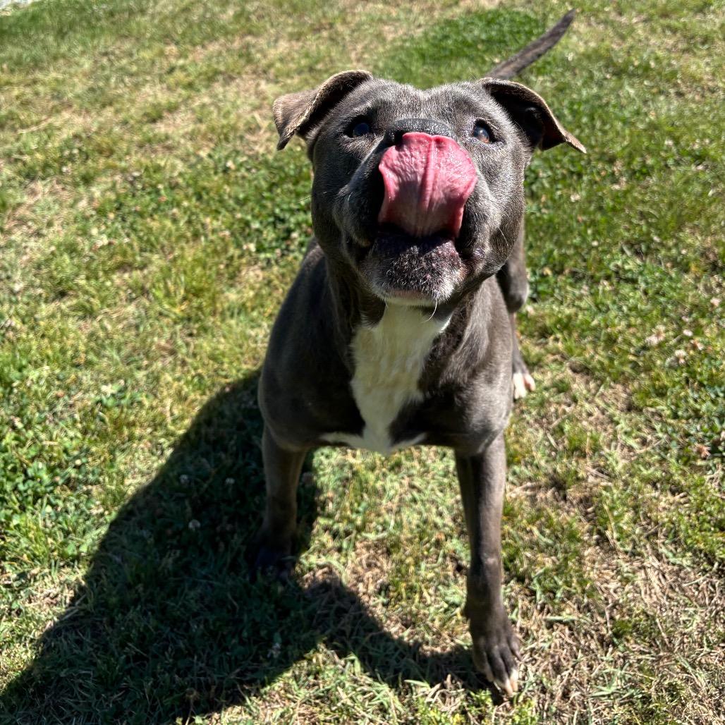 Piggy, a Adoptable Pit Bull Terrier in Roxboro, NC image 6/6