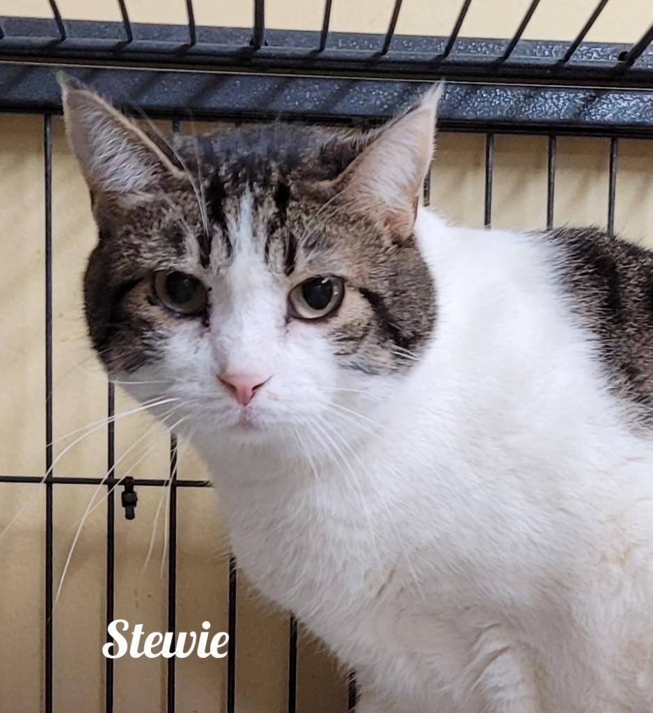 Stewie, Adoptable, Senior Male Domestic Short Hair.