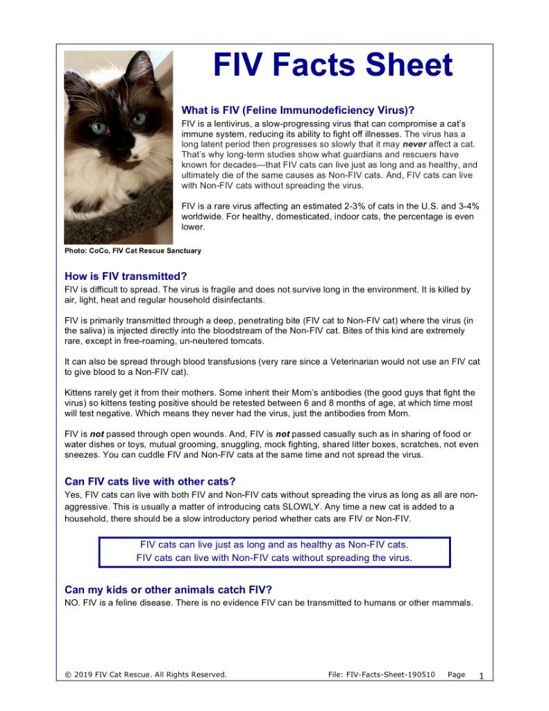 Enlarge Stewie, a Adoptable mixed breed in Cedar Rapids, IA image 4/4