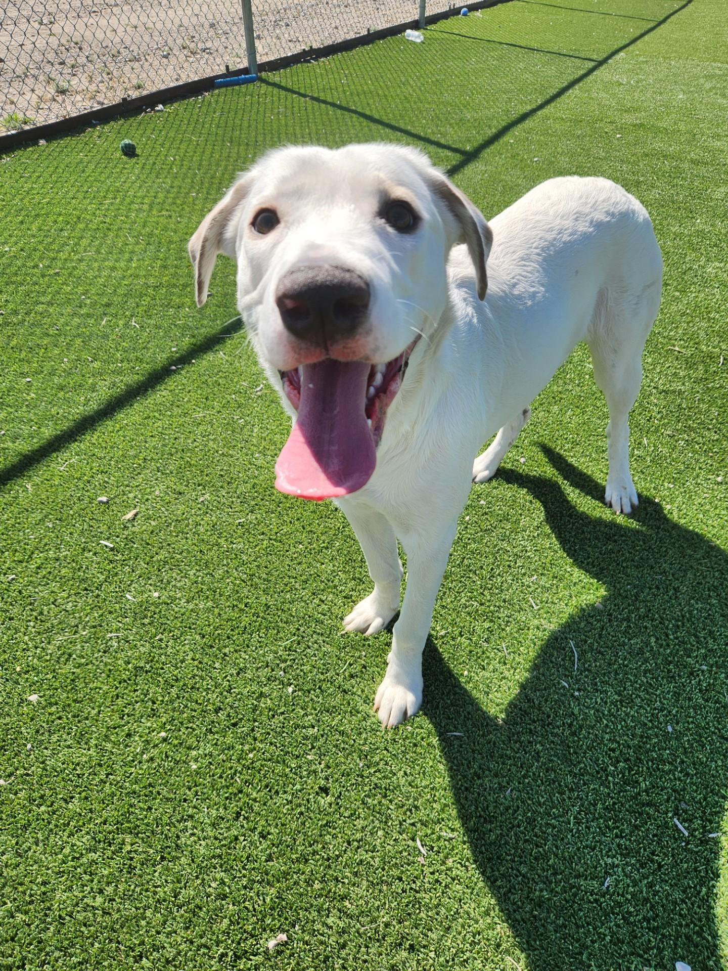 Enlarge Swan, a ADOPTABLE mixed breed in Truth or Consequences , NM image 4/6