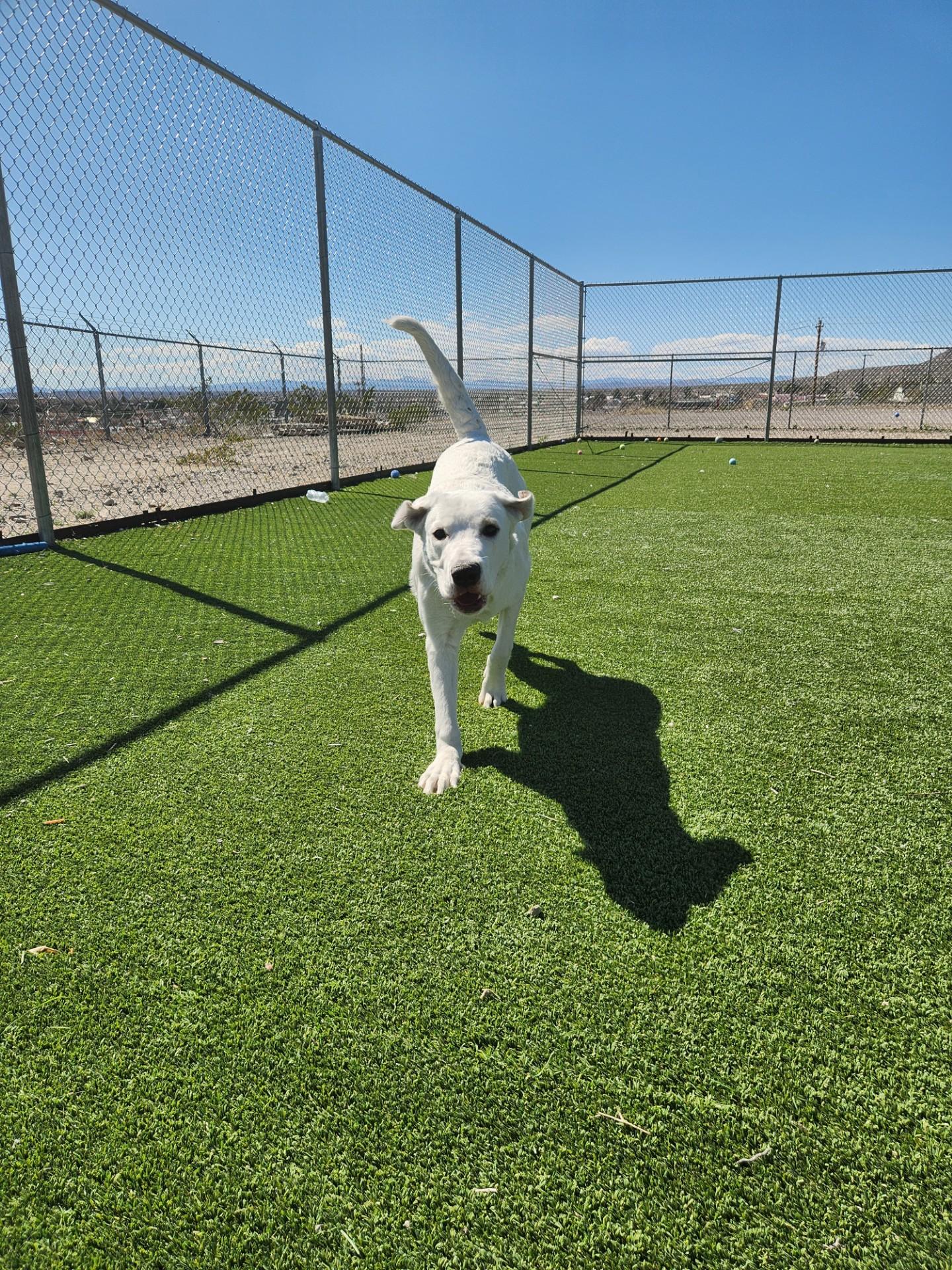 Enlarge Swan, a ADOPTABLE mixed breed in Truth or Consequences , NM image 2/6