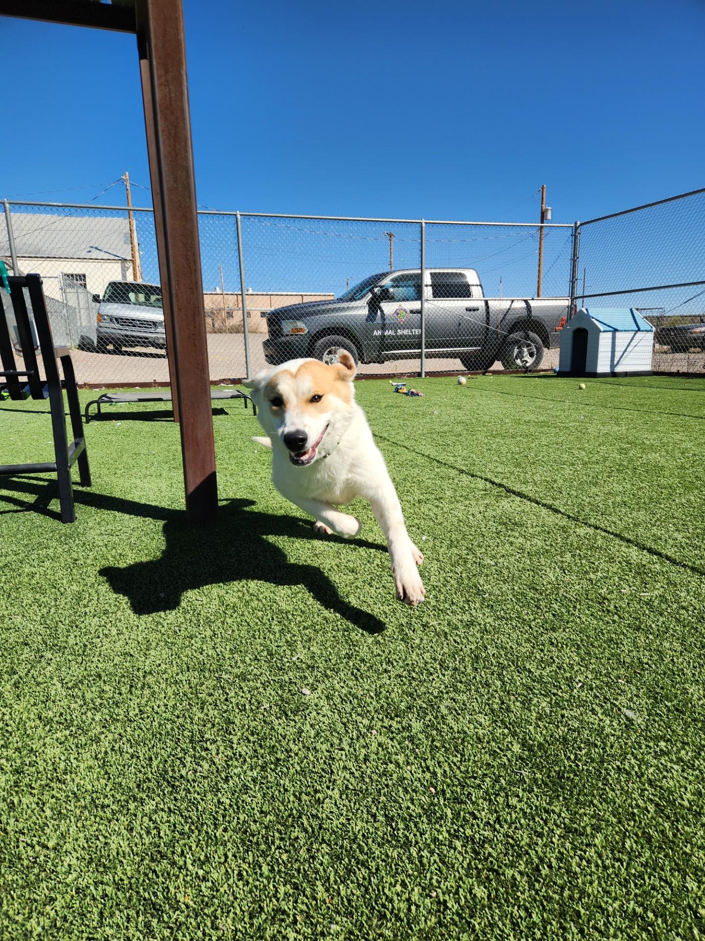 Enlarge Swan, a ADOPTABLE mixed breed in Truth or Consequences , NM image 3/6